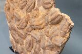 Foot Plate Of Large Asaphid Trilobites - Spectacular Display #133241-7